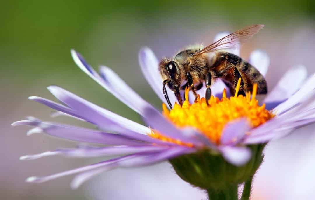 Abelha extraindo o pólem das flores