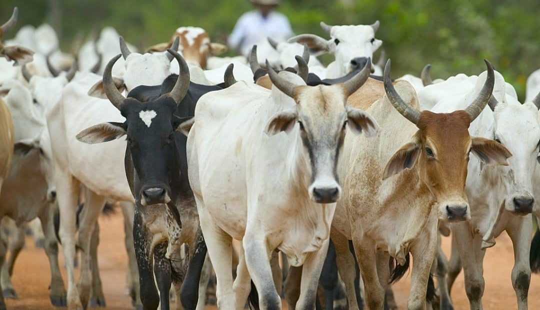 Lida de gado: 5 cuidados essenciais com os bovinos