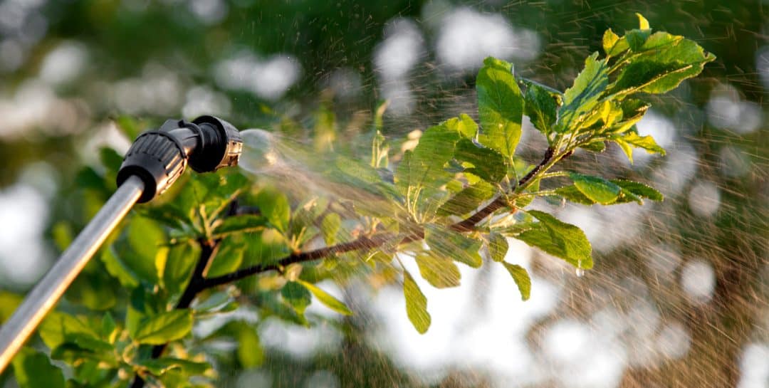 Aplicação de defensivo numa planta