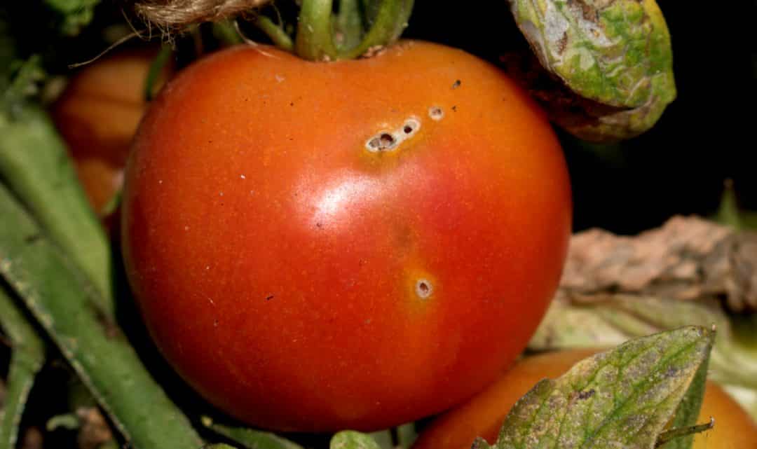 Tomate atacado por praga.