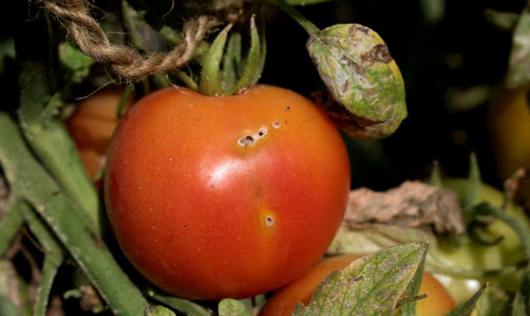 Tomate no pé atacado por praga