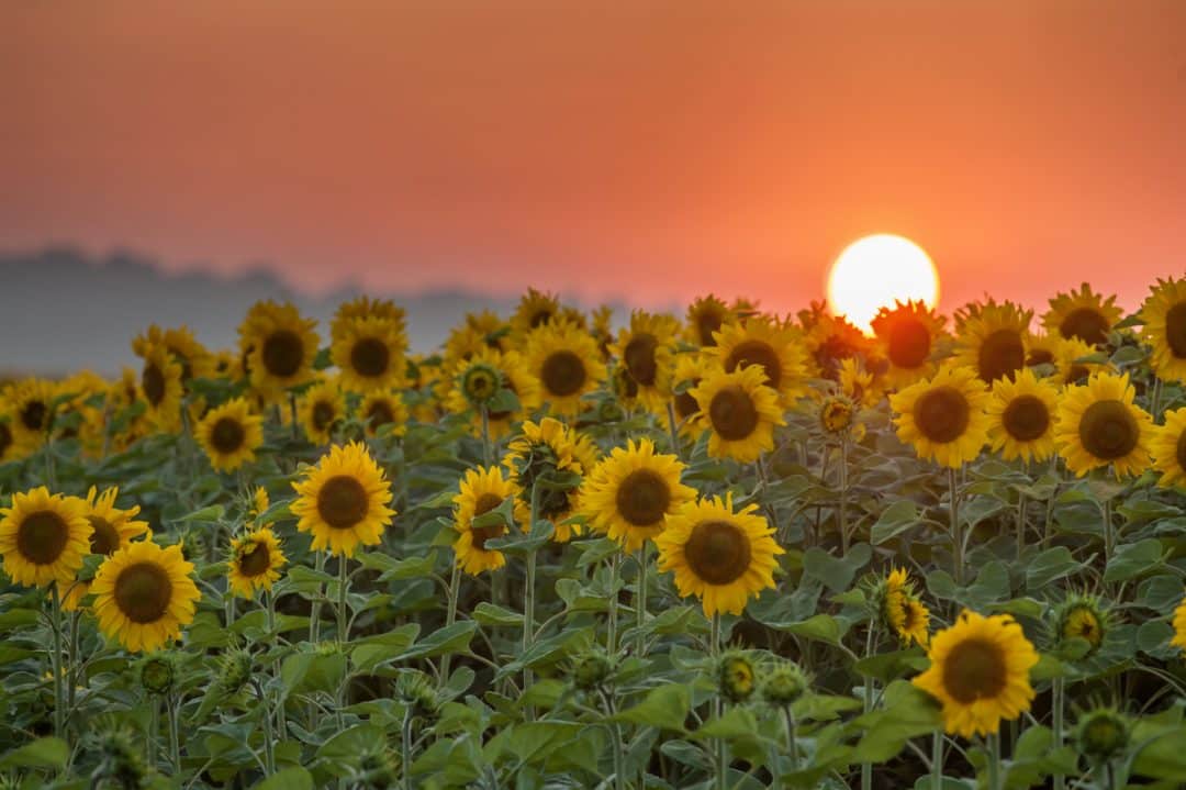 Plantio de girassol com o sol ao fundo.