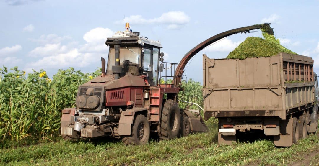 Trator colhendo o girassol para silagem e jogando em caminhão