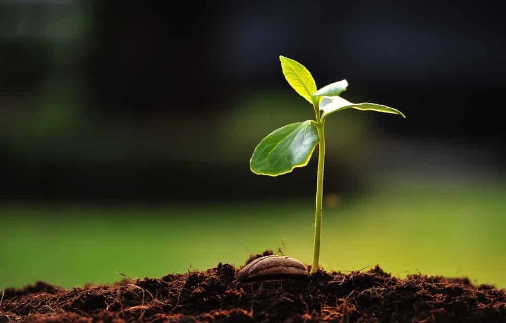 Planta germinada em substrato