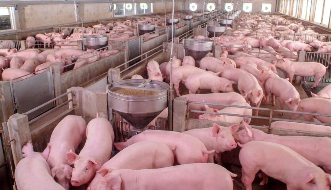 Melhores práticas de produção suína que você precisa conhecer