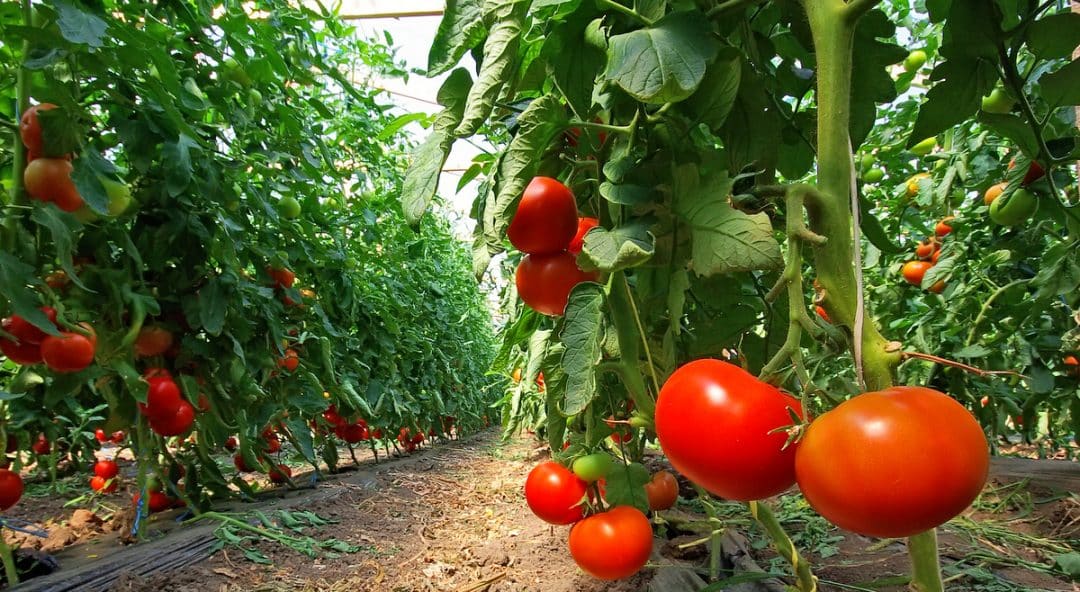 Plantio de tomate. Frutas já maduras.