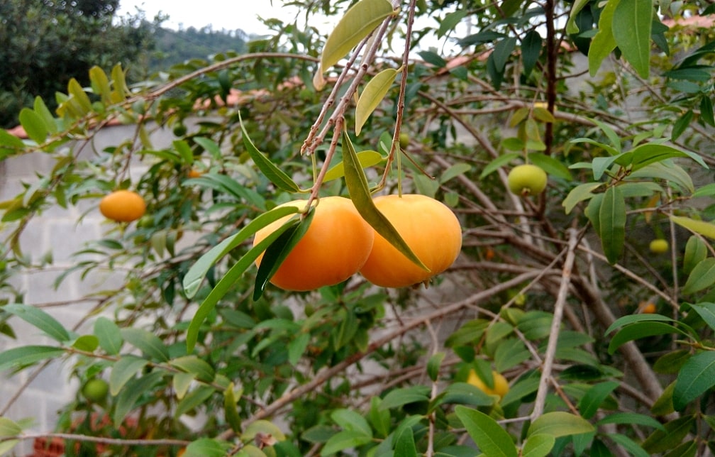 Frutas uvaia maduras no pé.