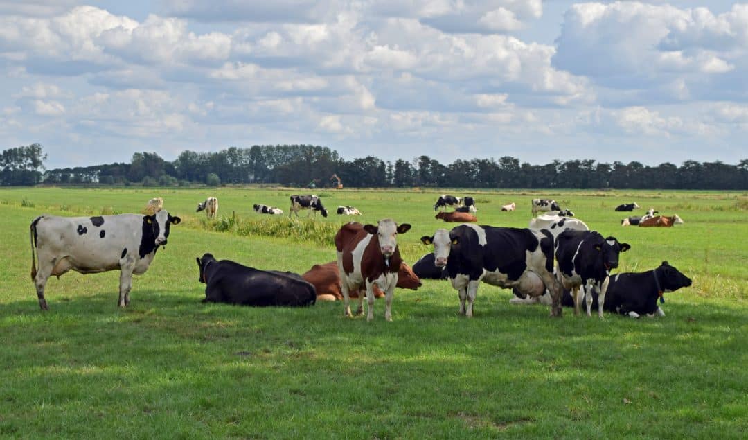 Vacas leiteiras em sombra do pasto