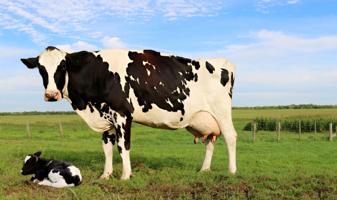 Bezerro com sua mãe no campo
