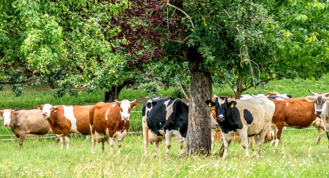 Vacas leiteiras debaixo da sombra de uma árvore no pasto.