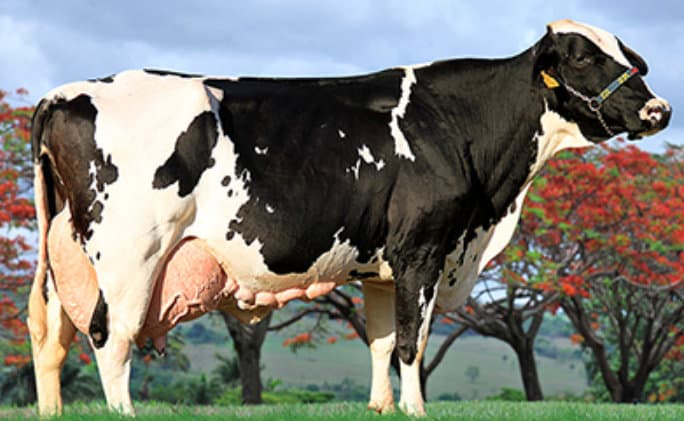 Vaca Máxima 5/8 girolando no campo