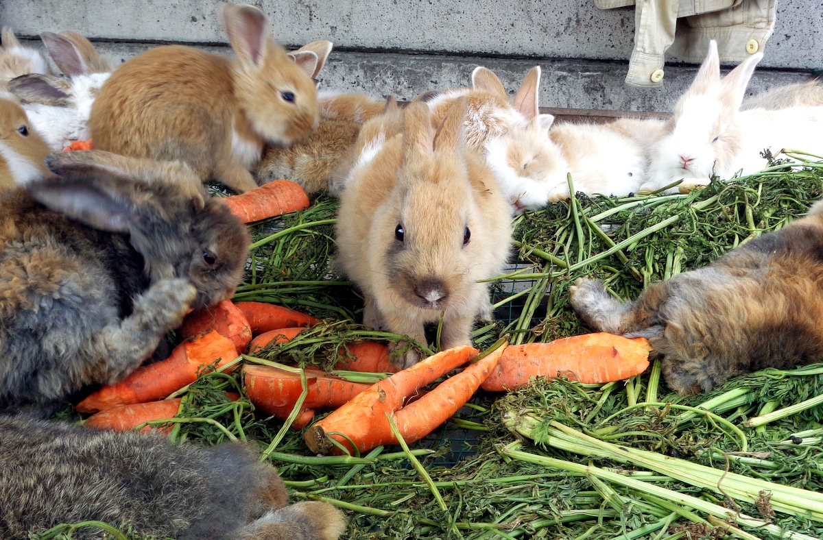Coelhos comando cenouras