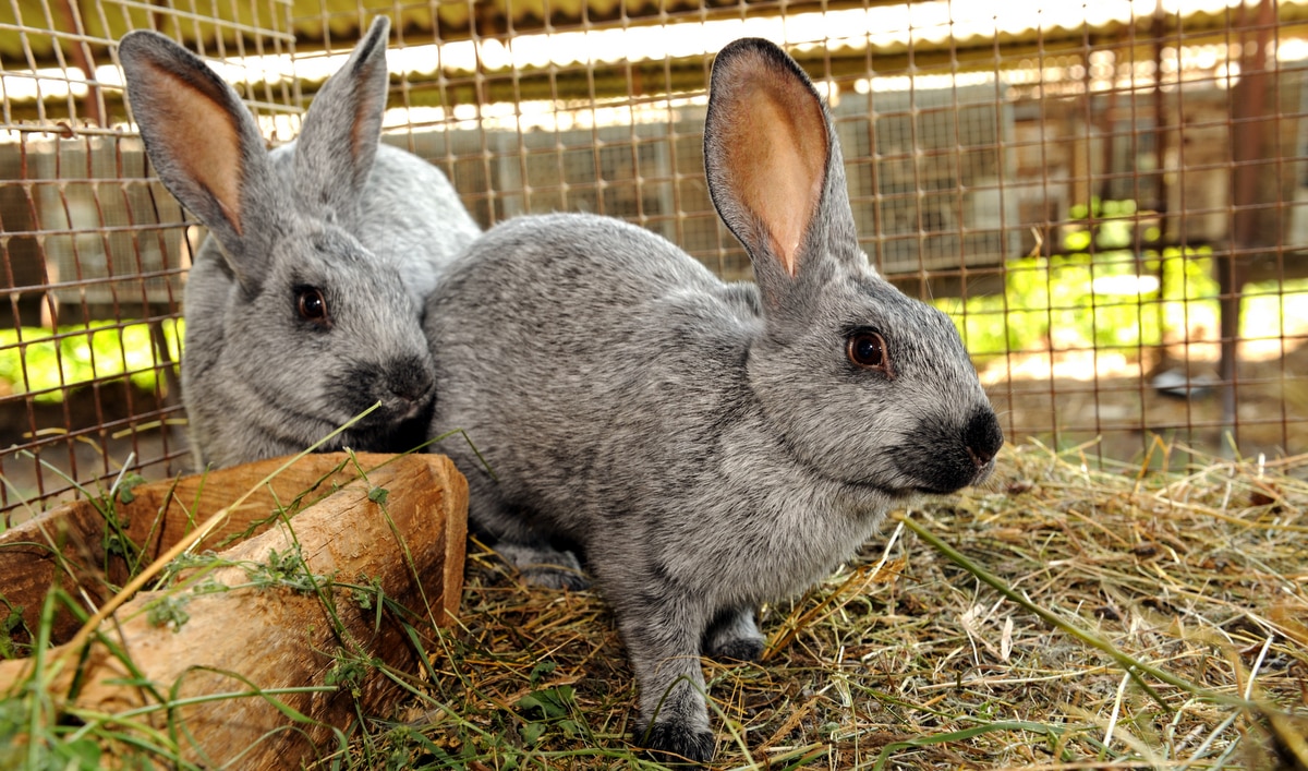 Dois coelhos adultos em gaiola.