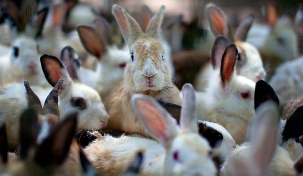 Grupo de coelhos