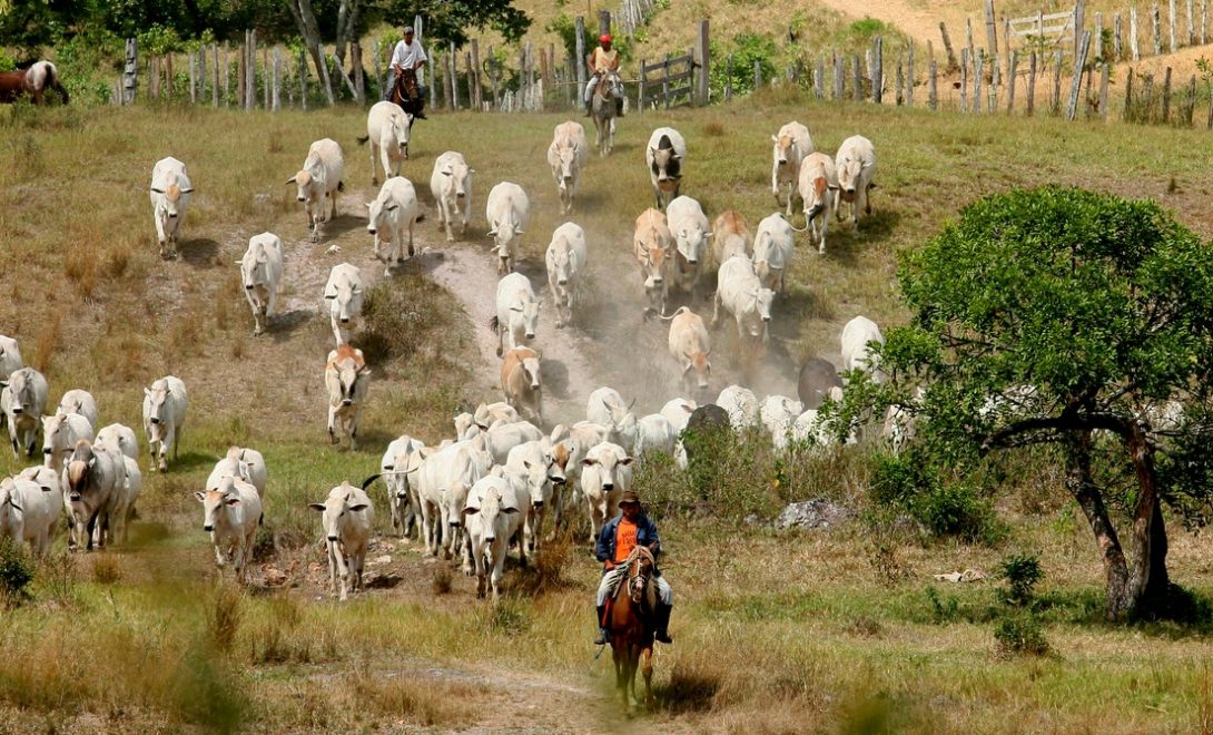 Funcionários de uma fazenda tocando boiada