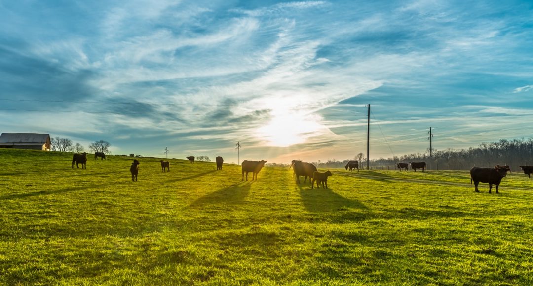 Aplicação de empreendedorismo na fazenda