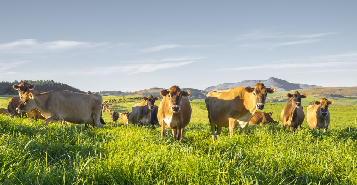 Animais da raça jersey pastando no campo.