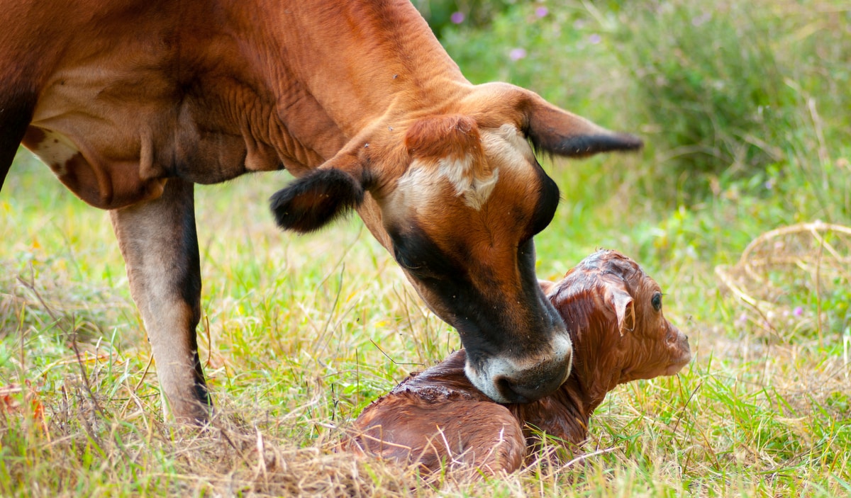 Vaca da raça jersey lambe seu bezerro logo após o parto.