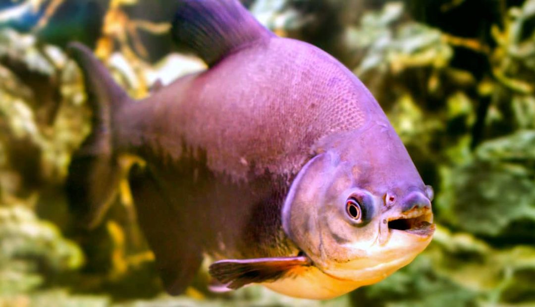 Criação de pacu – O guia completo