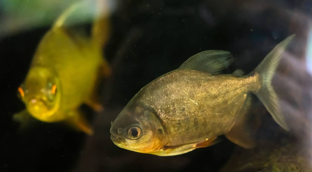 Dois peixes da espécie pacu