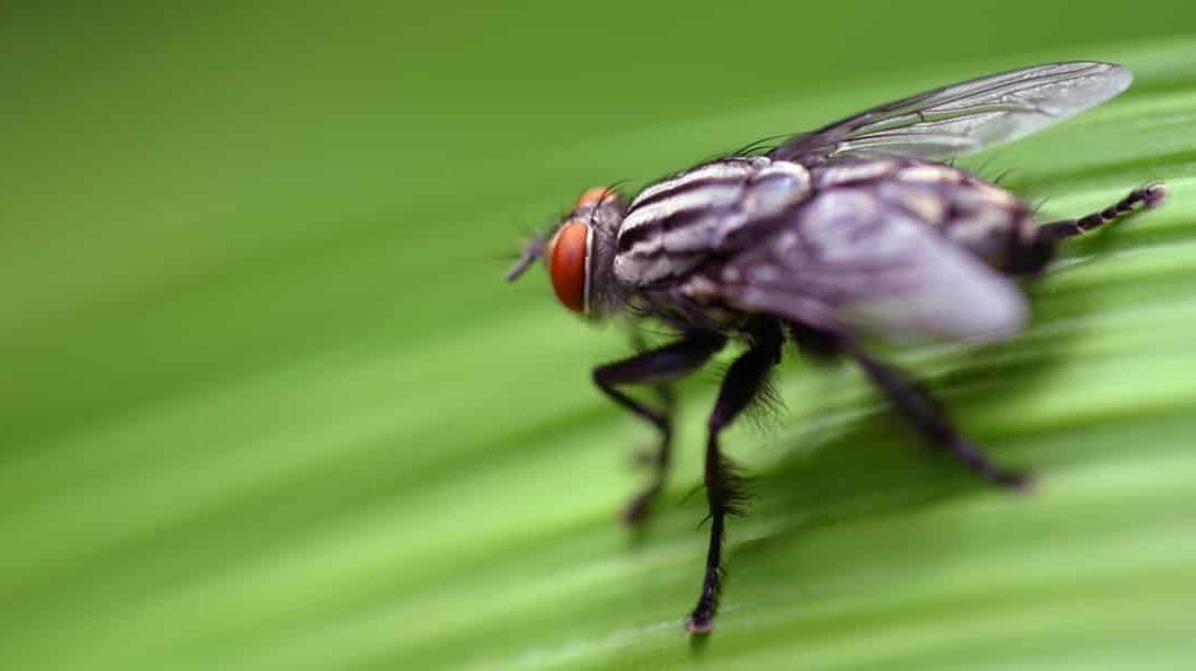 Mosca do berne em planta