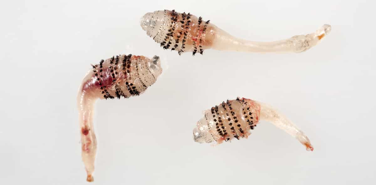 3 larvas de berne