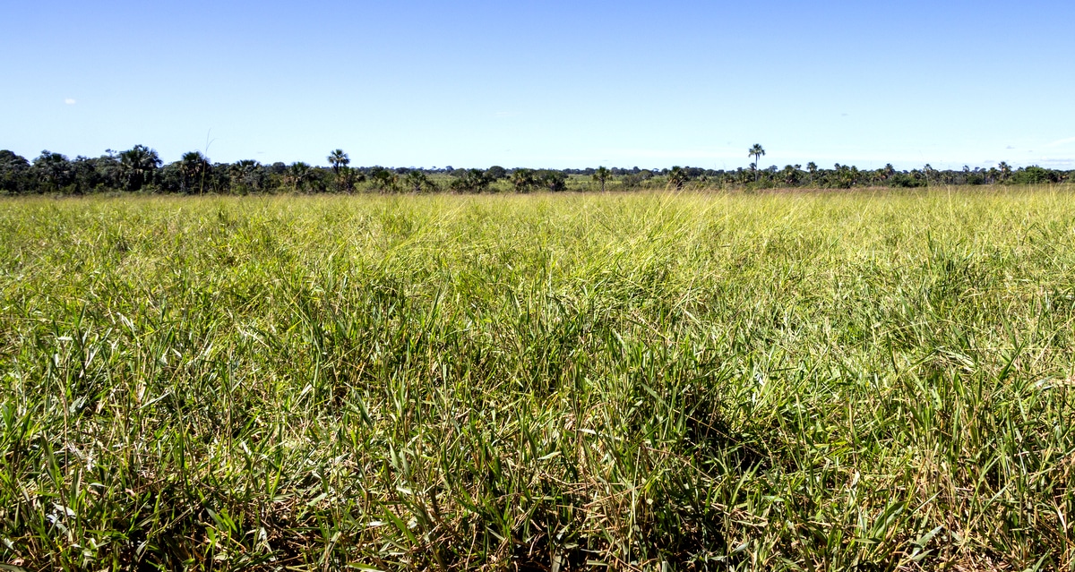 Área de pastagem com brachiaria decumbens
