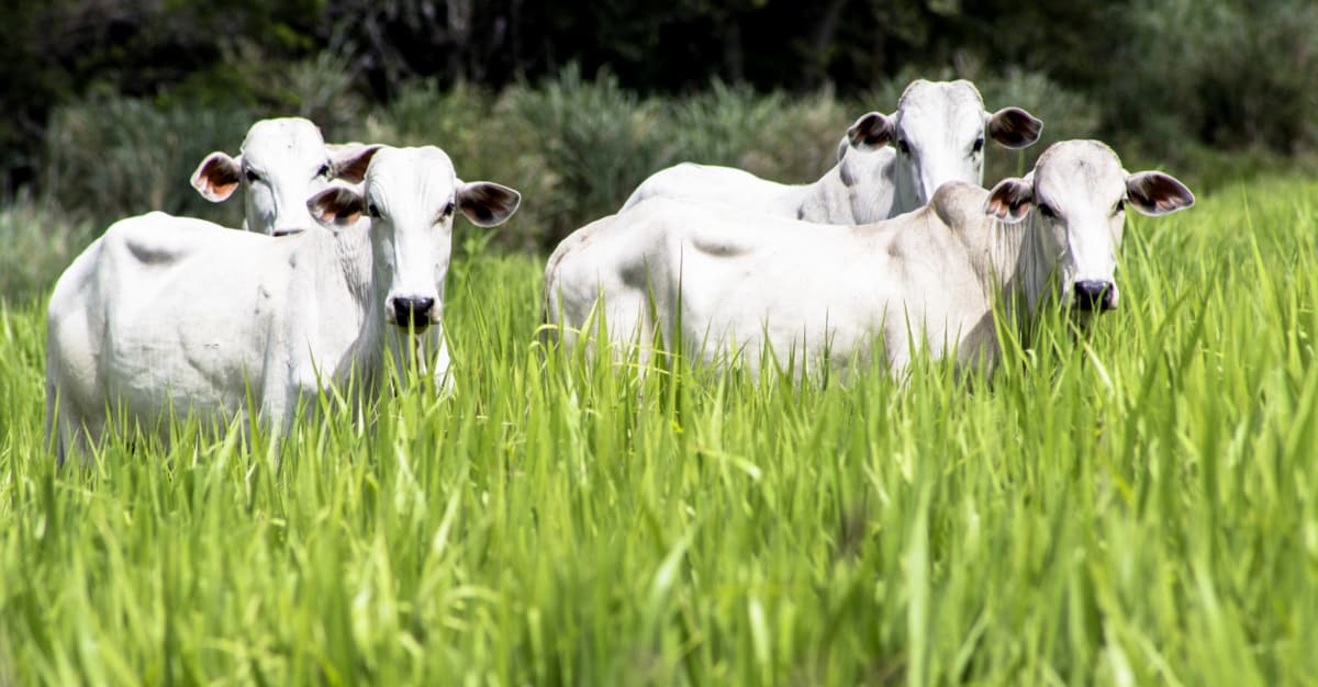 Gado no meio do pasto alto e verde