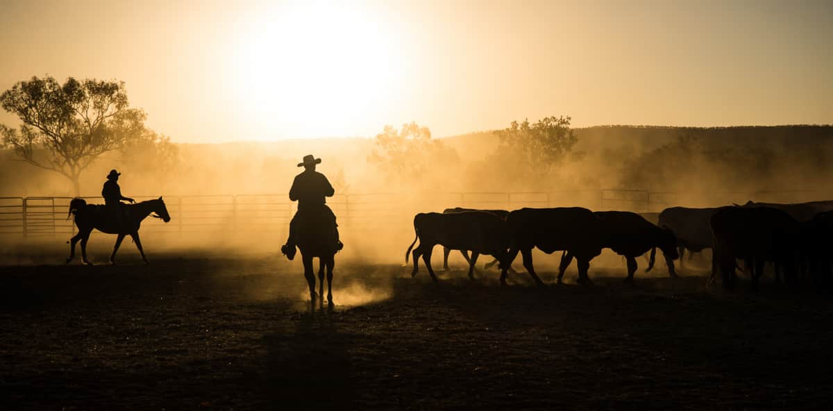 Vaqueiros com rebanho em piquete com por do sol