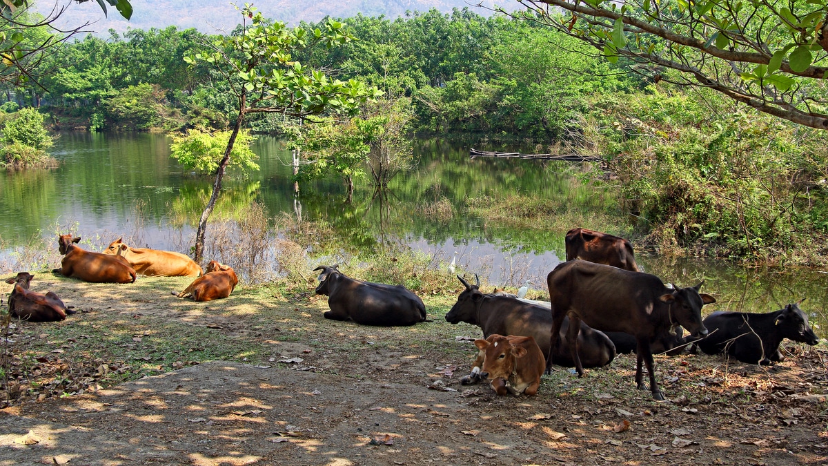 Gado descansando numa sobra ao lado de um rio