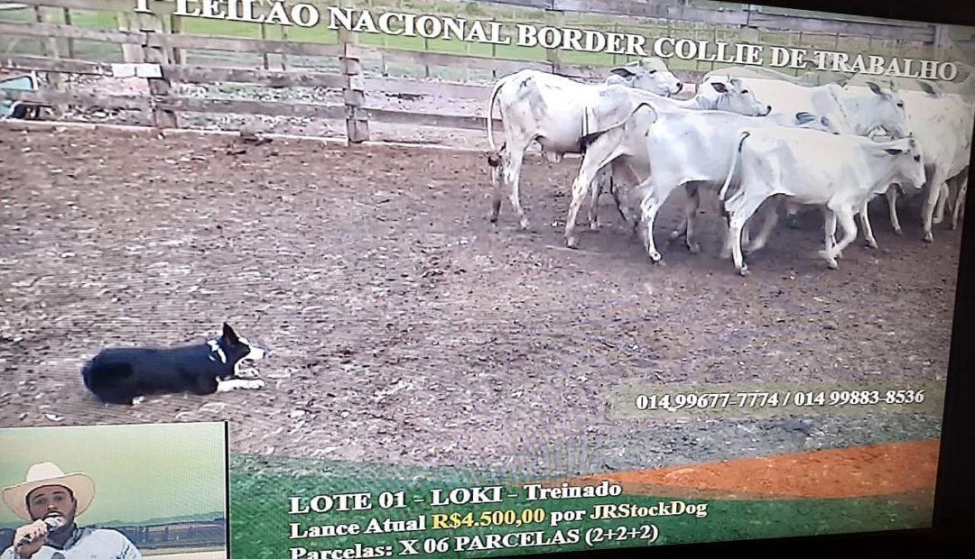 Primeiro leilão da América Latina de cães da raça border collie supera expectativas