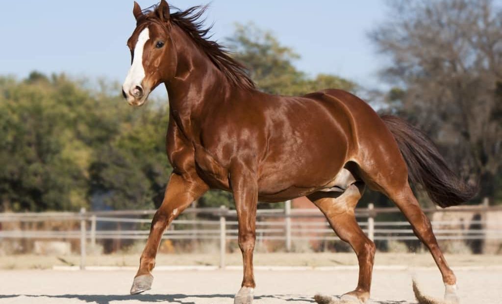 Cavalos quarto de milha: características da raça
