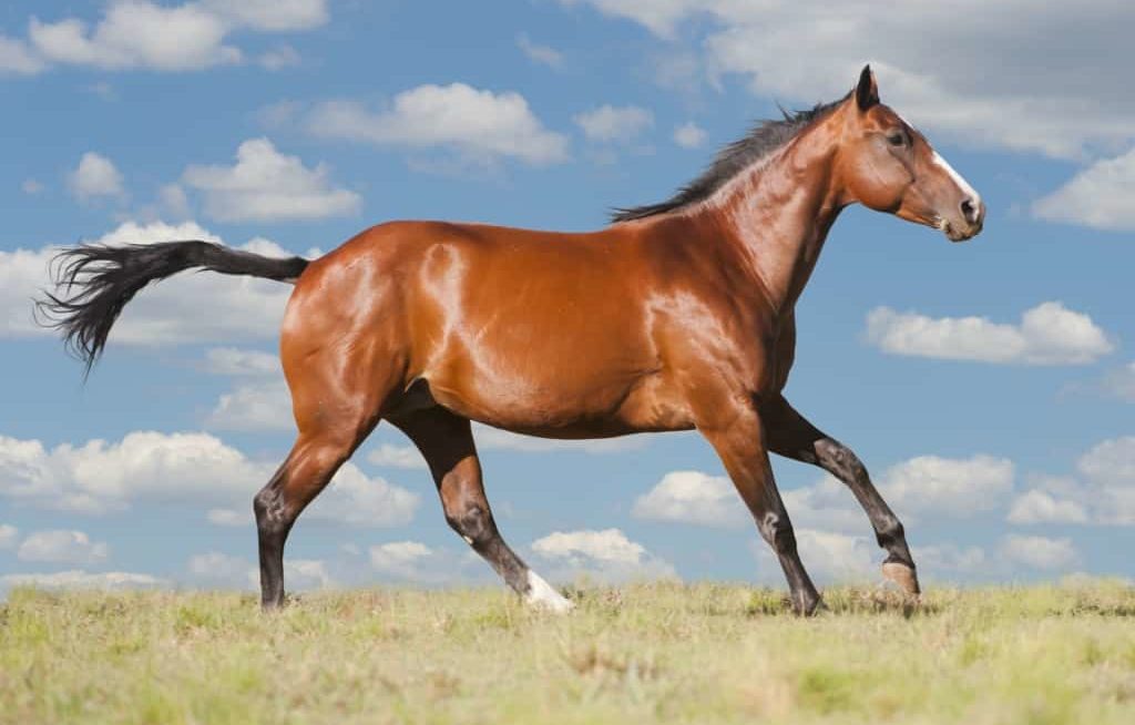 Cavalo quarto de milha correndo no pasto
