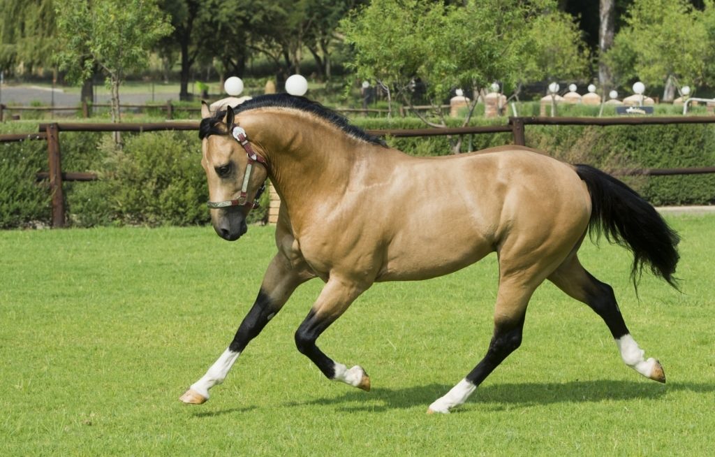 Cavalo quarto de milha em exibição