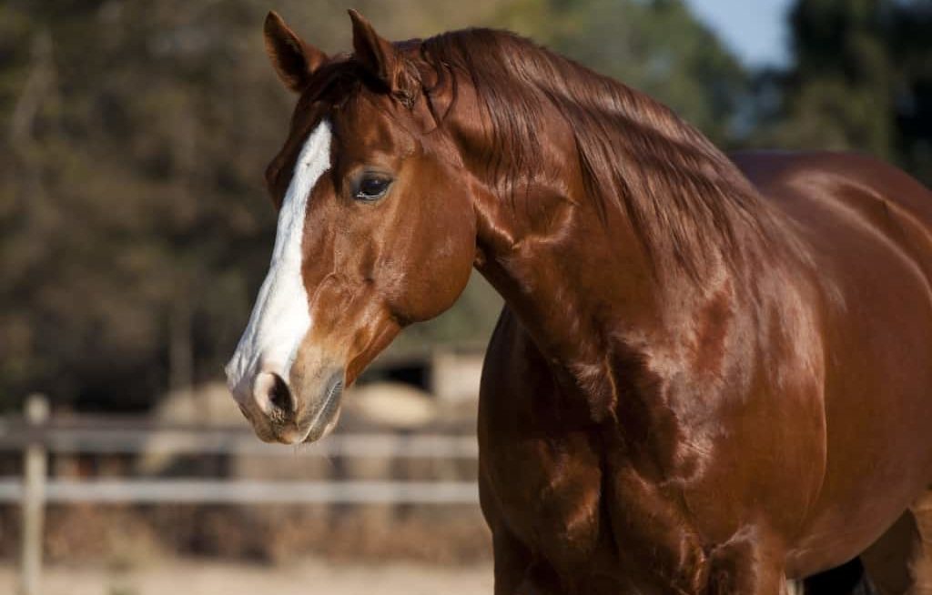 Peitoral do cavalo quarto de milha