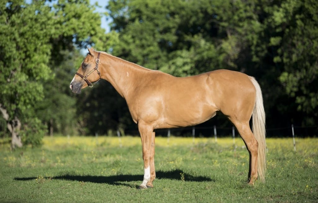 Cavalo quarto de milha cor palomino parado no pasto