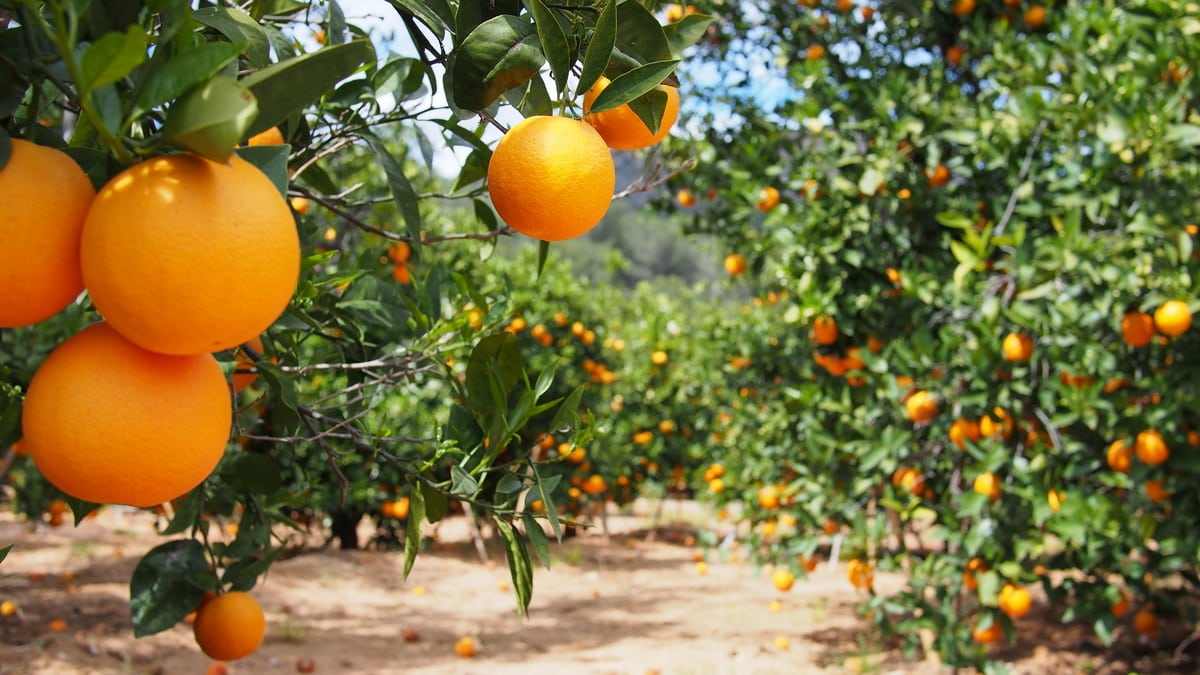 Lavoura de laranja com frutos prontos para colher
