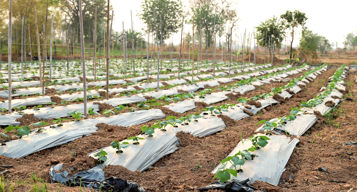 Vegetais com sistema de irrigação por gotejamento