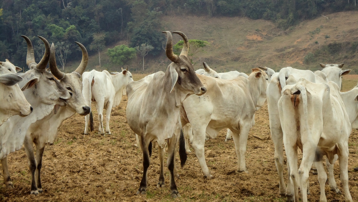Rebanho bovino da raça guzerá