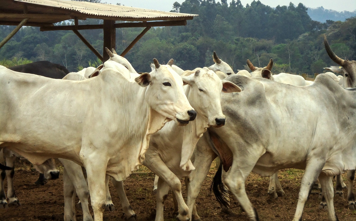 Animais das raças nelore e guzerá