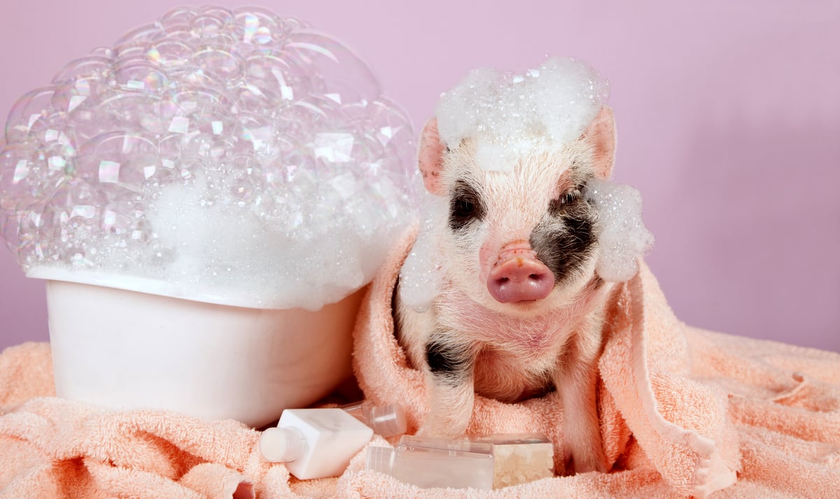 Mini porquinho tomando banho, enrolado na toalha