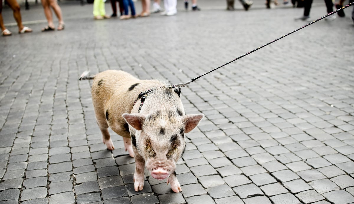 Mini porco na coleira, desfilando pela rua