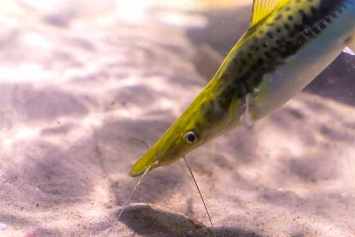 Peixe pintado no fundo de um tanque de criação