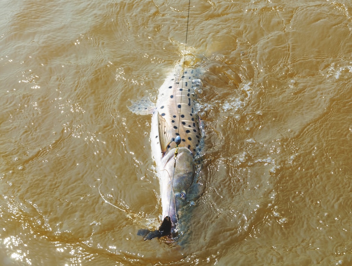 Peixe pintado após ser fisgado por pescador