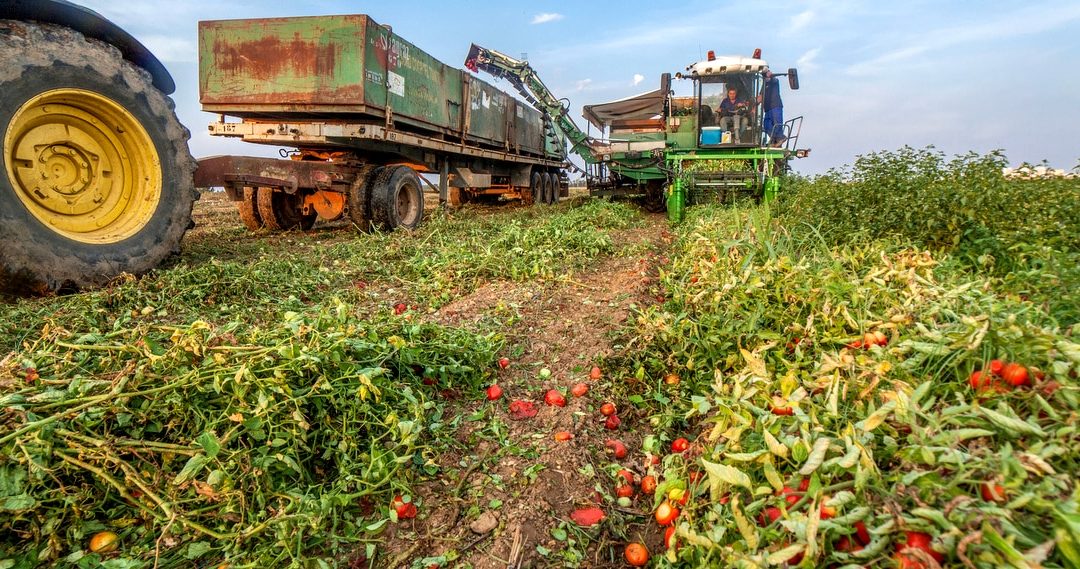 Máquinas colhendo tomate industrial