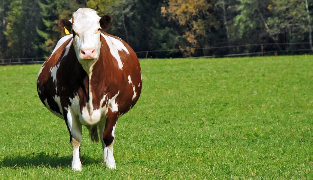 Como aumentar a taxa de prenhez das vacas