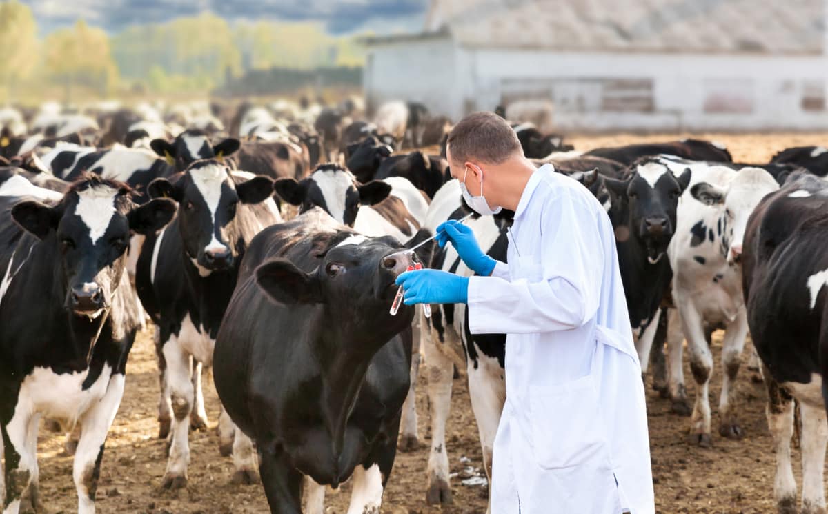 Veterinário coletando amostras em rebanho bovino.
