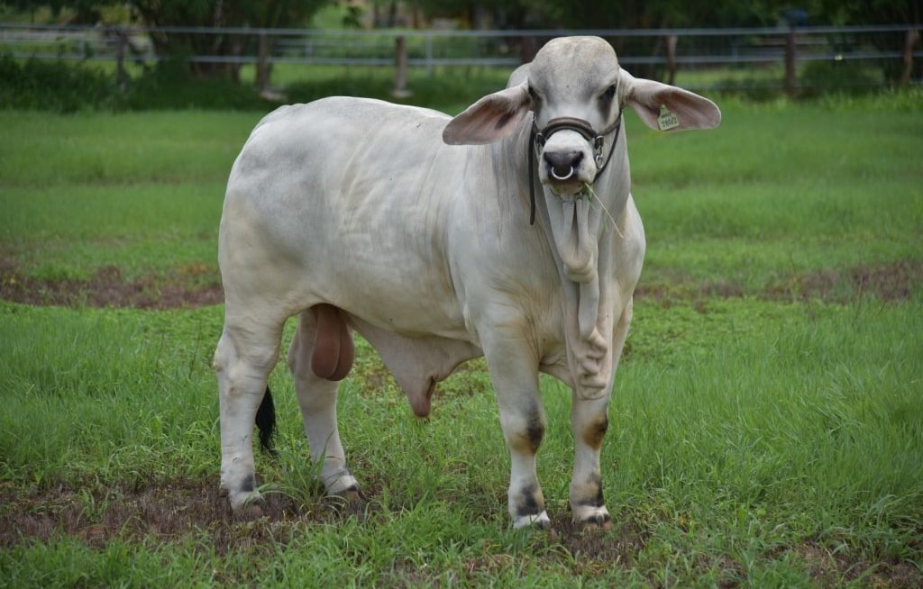 Tourinho Brahman no pasto