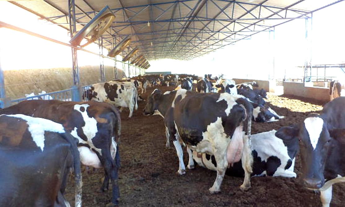 Confinamento de vacas no sistema Compost Barn