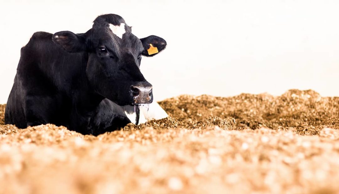 Confinamento de gado Free Stall x Compost Barn